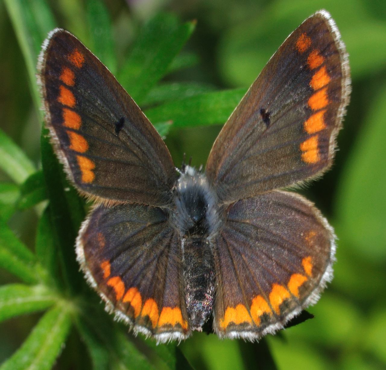 ID Farfalla - Aricia agestis